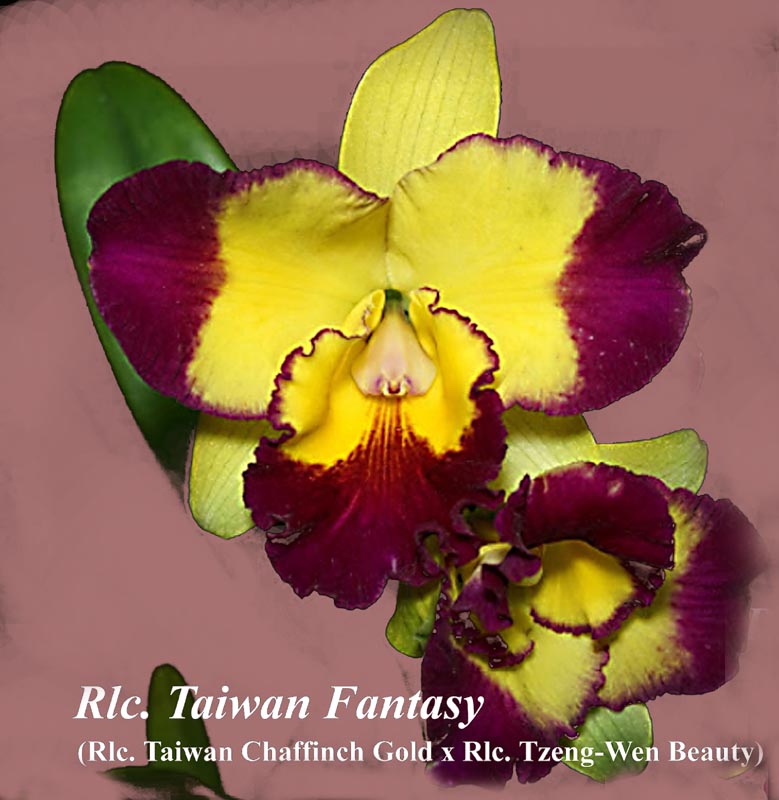 Rlc. Taiwan Fantasy 4" pot